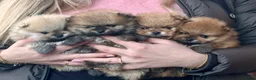Pomeriaan honden te koop: Prachtige Pomeranian Dwergkees reutjes.  - Advertentie 1