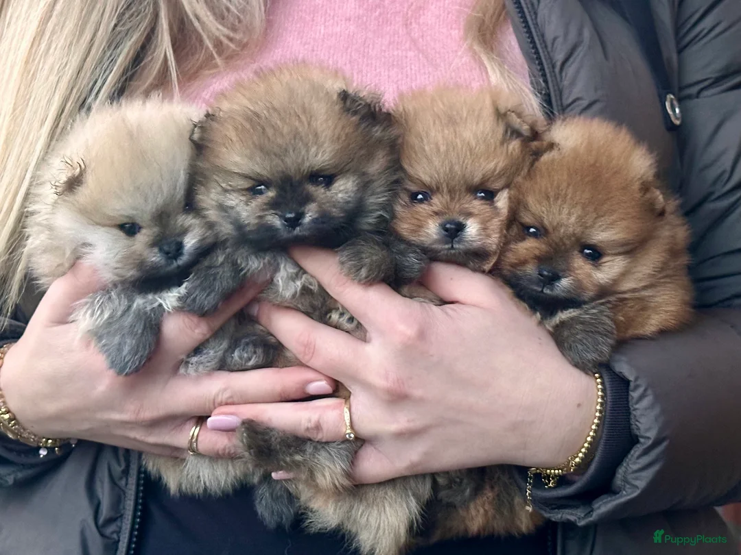 Pomeriaan honden te koop: Prachtige Pomeranian Dwergkees reutjes.  - Advertentie 1
