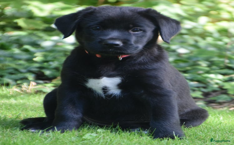 Kruising honden - Advertentie 5