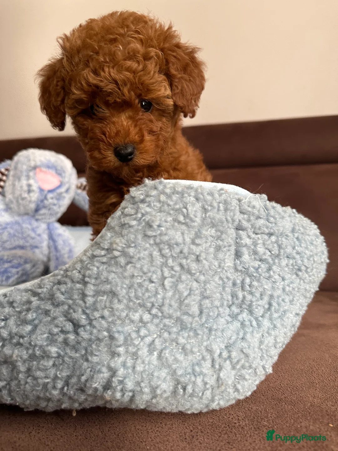 Poedel Toy honden te koop: Toypoedel puppy’s – liefdevolle gezinnen gezocht - Advertentie 22