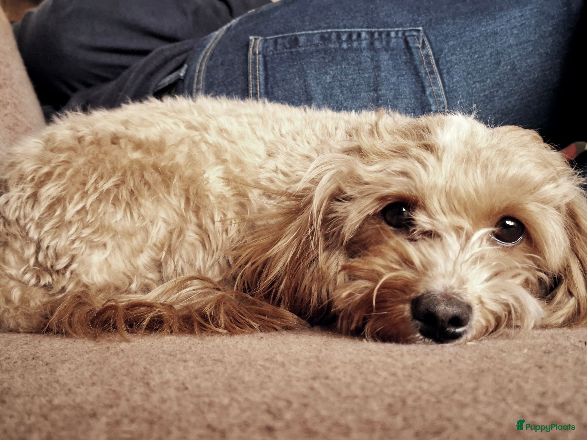 Kruising honden Onze Labradoodle mini Roxy in verwachting  - Advertentie 16