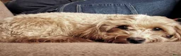 Kruising honden te koop: Onze Labradoodle mini Roxy in verwachting  - Advertentie 1