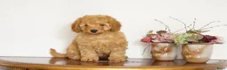 Maltipoo honden te koop: maltipoo pup beide ouders aanwezig en getest - Advertentie 1