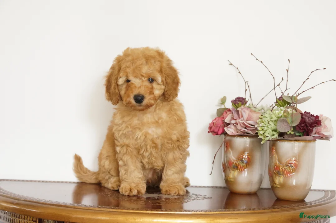 Maltipoo honden te koop: maltipoo pup beide ouders aanwezig en getest - Advertentie 1