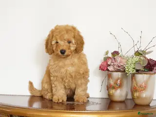 Maltipoo honden maltipoo pup beide ouders aanwezig en getest - Advertentie 15