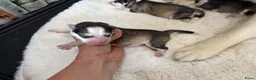 Pomsky honden te koop: Pomsky pups uit geteste ouders  - Advertentie 4