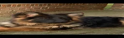 Duitse Herder honden te koop: langharige Duitse herder puppy’s met rechte rug.   - Advertentie 3