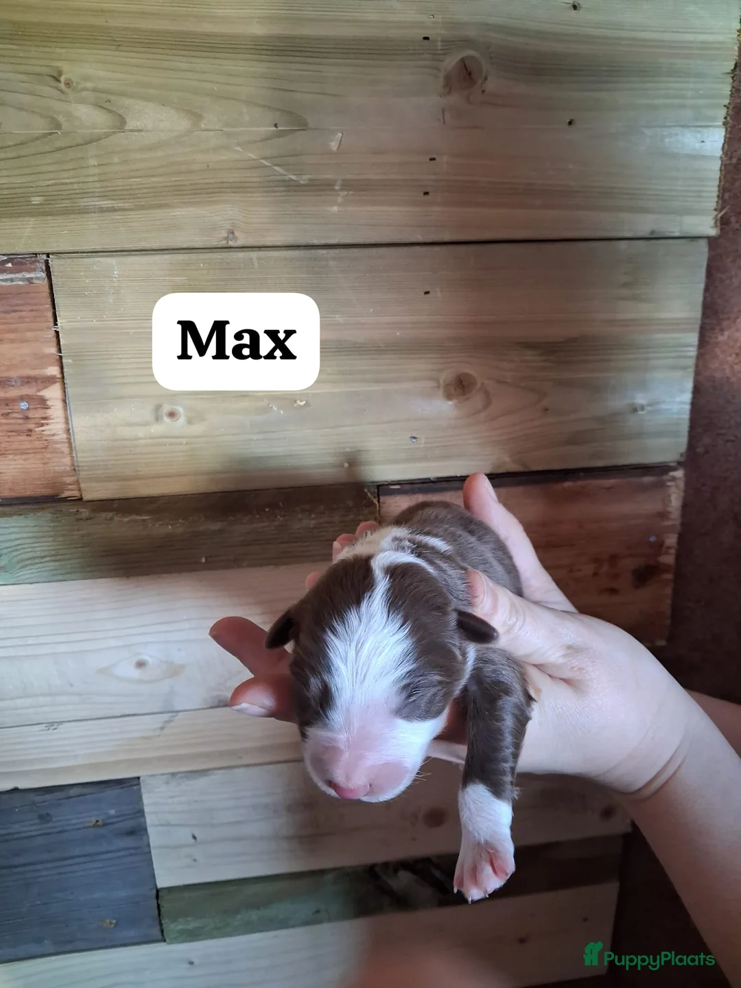 Australian Shepherd honden te koop: 10 prachtige Australische herder pups! - Advertentie 13