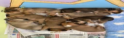 Oostenrijkse Kortharige Pinscher honden te koop: Kortharige Oostenrijkse Pinschers  - Advertentie 6