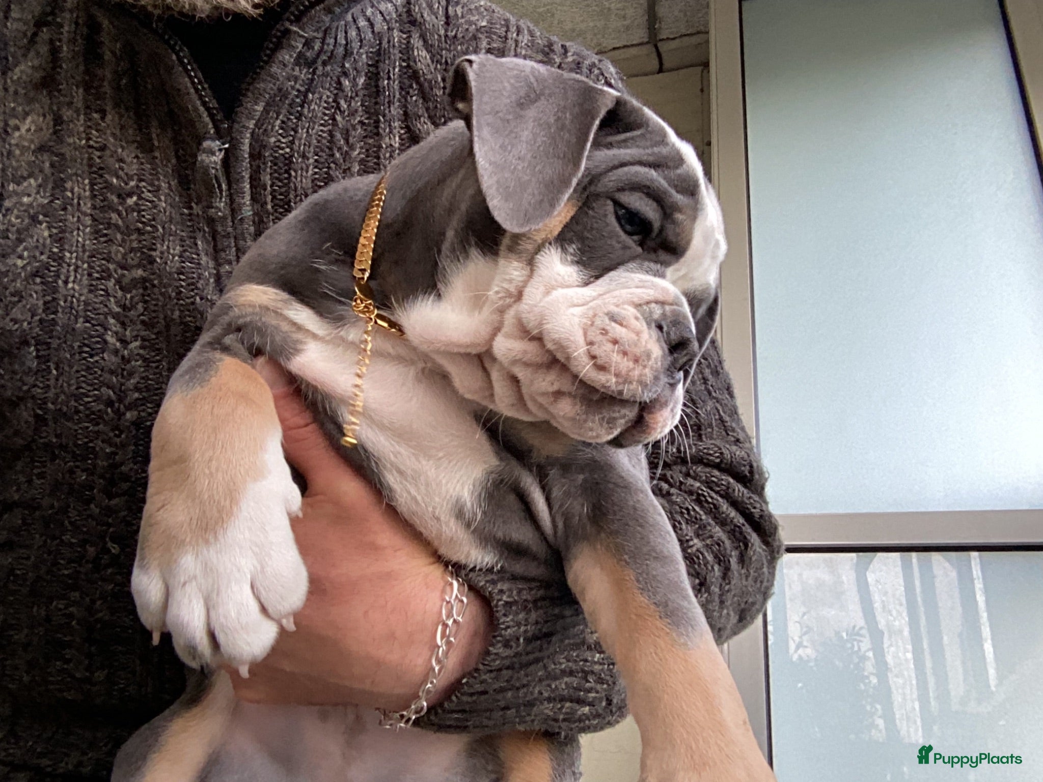 Old English Bulldog honden Prachtige Bulldog puppies - Advertentie 2