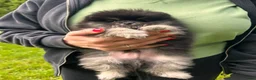 Pomeriaan honden te koop: 🌺Pomeranian🌺 - Advertentie 27