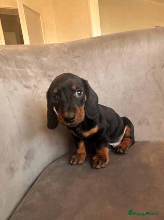 Teckel (korthaar)  honden Dwergteckel pups beschikbaar - Advertentie 1