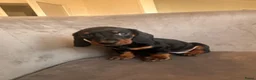 Teckel (korthaar)  honden te koop: Dwergteckel pups beschikbaar - Advertentie 1