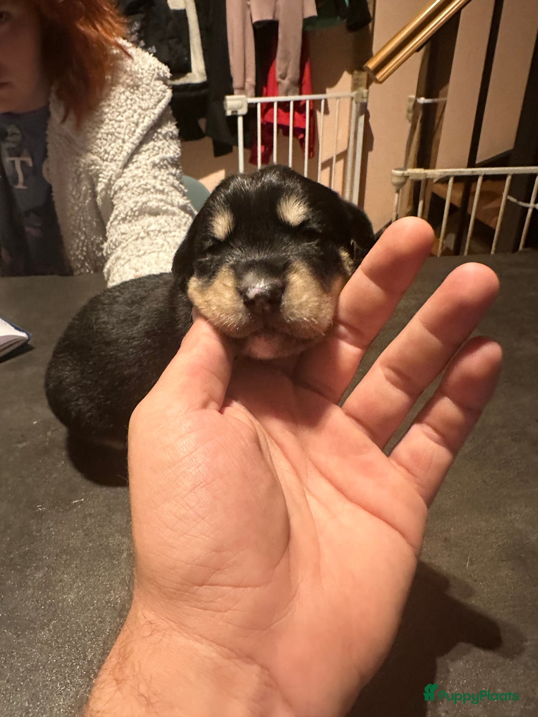Kruising honden te koop: Liefdevolle bernsky pups  - Afbeelding 3
