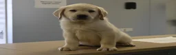 Labrador Retriever honden te koop: Knappe Labrador pups met stamboom ! - Advertentie 6
