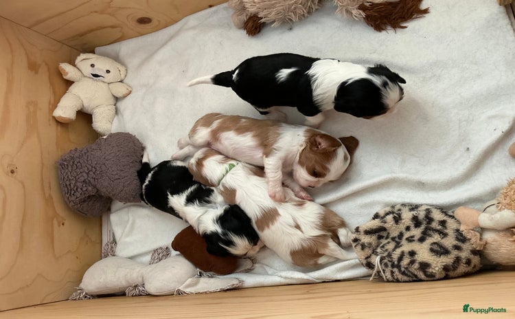 Cavalier King Charles Spaniel honden - Advertentie 1
