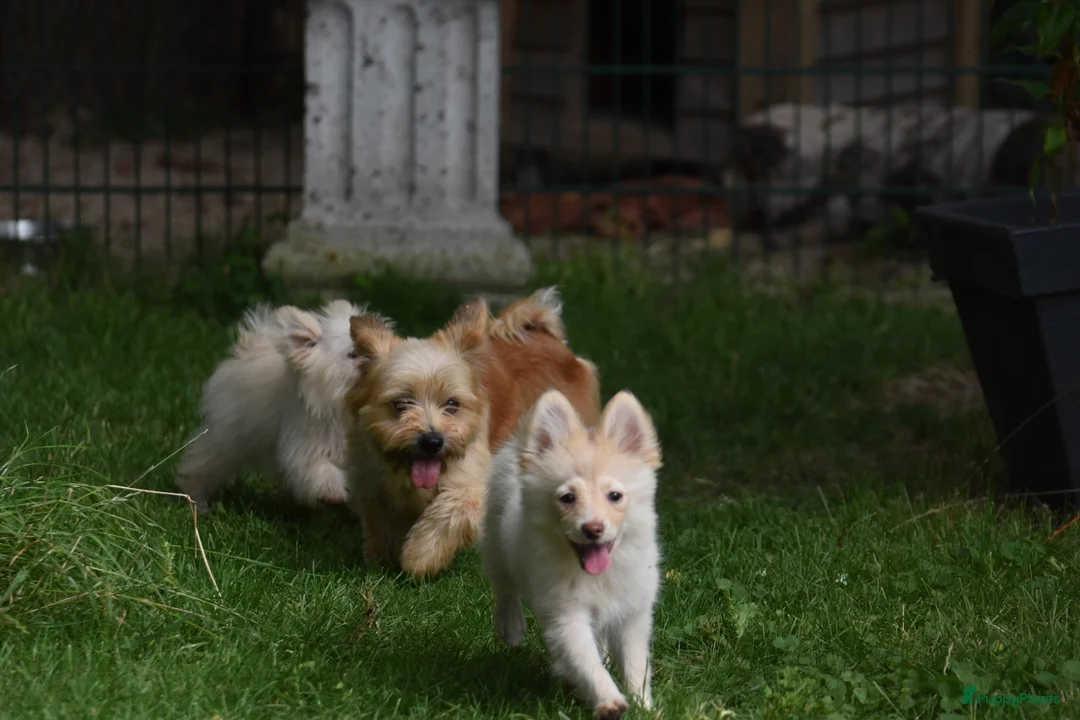 Kruising honden te koop: 6 Prachtige BooPom’s, 4 meiden🎀 2 jongens🧢 - Advertentie 1