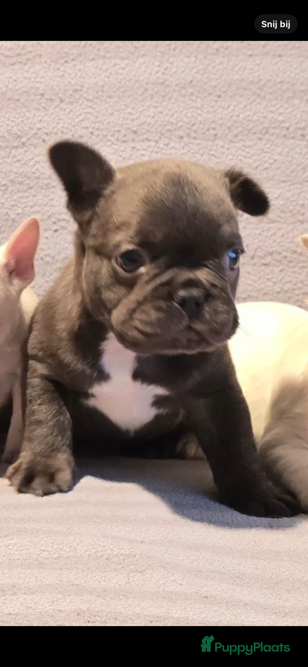 Franse Bulldog honden te koop: Knappe Franse buldogs enkele fluffy  - Advertentie 15