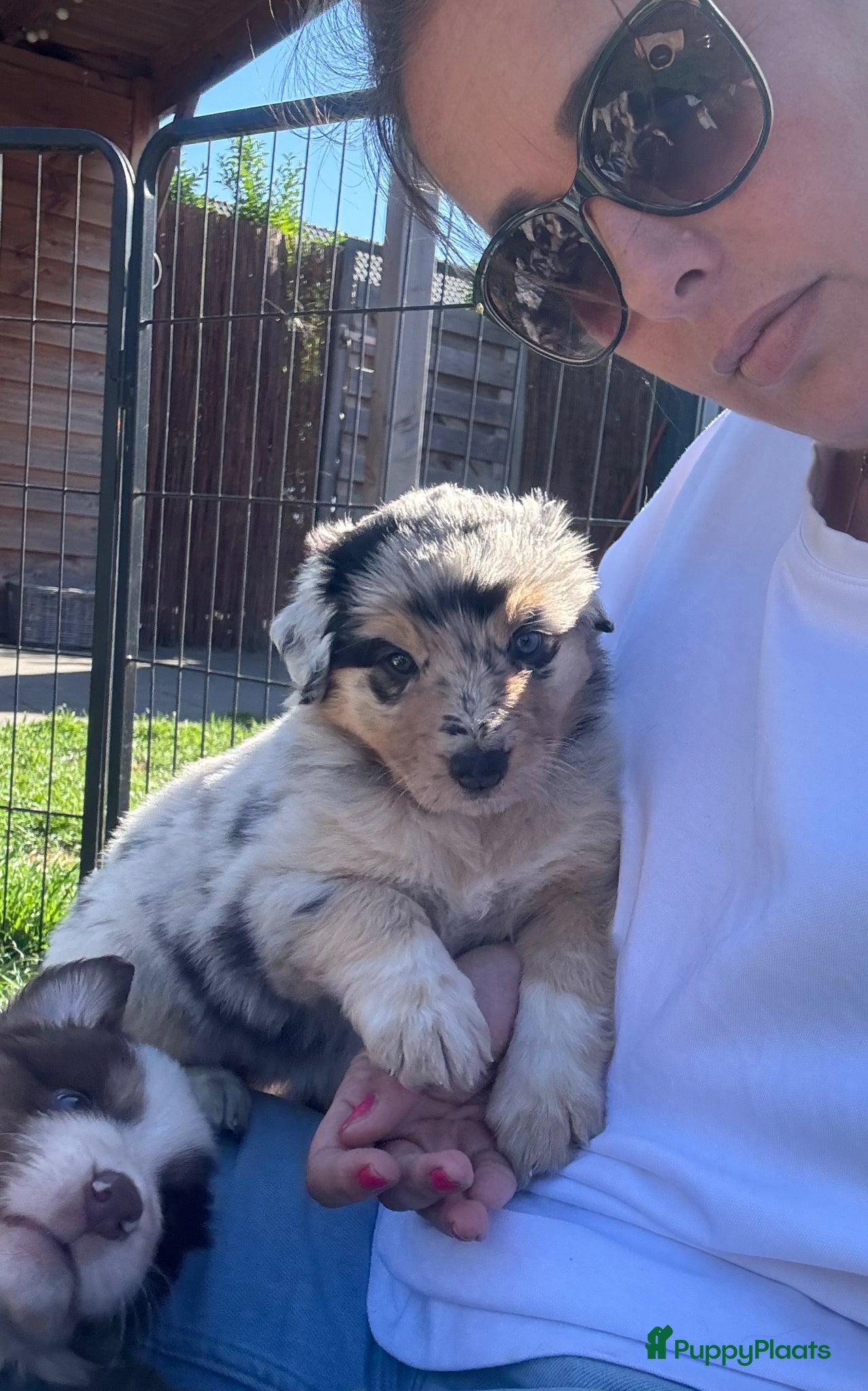 Australian Shepherd honden Blue merle teef, 5 weken oud. Rest is verkocht  - Advertentie 1