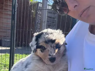Australian Shepherd honden Laatste pup te koop, blue merle teef - Advertentie 1