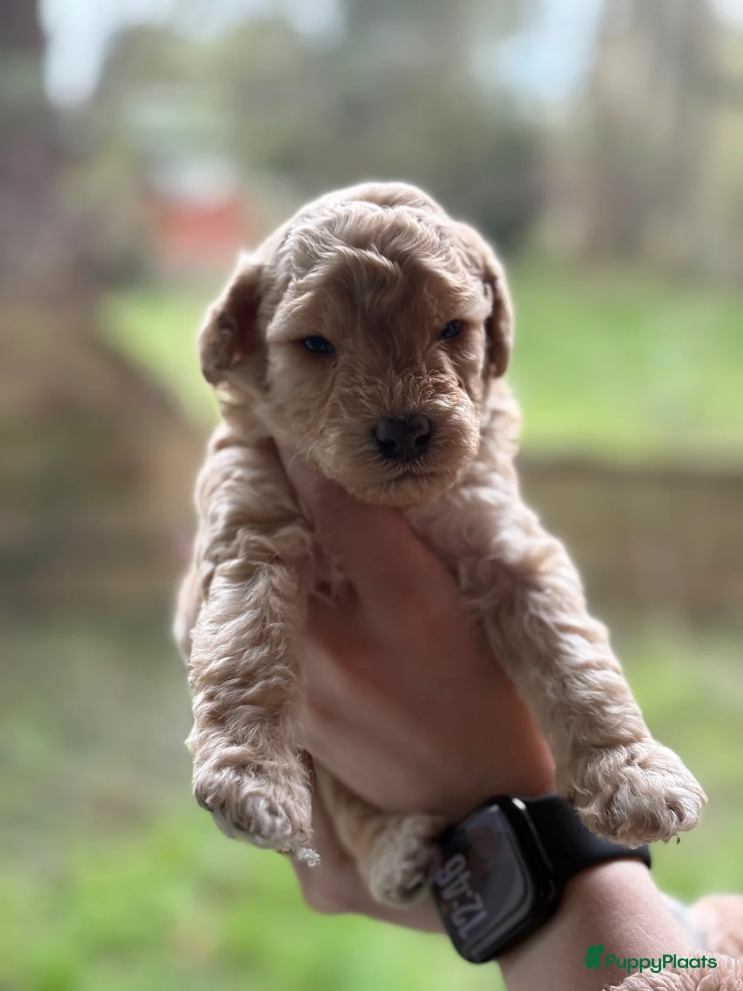 Dwergpoedel honden te koop: Dwergpoedel pups - Advertentie 1