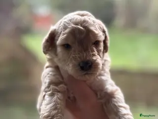 Dwergpoedel honden Dwergpoedel pups - Advertentie 5