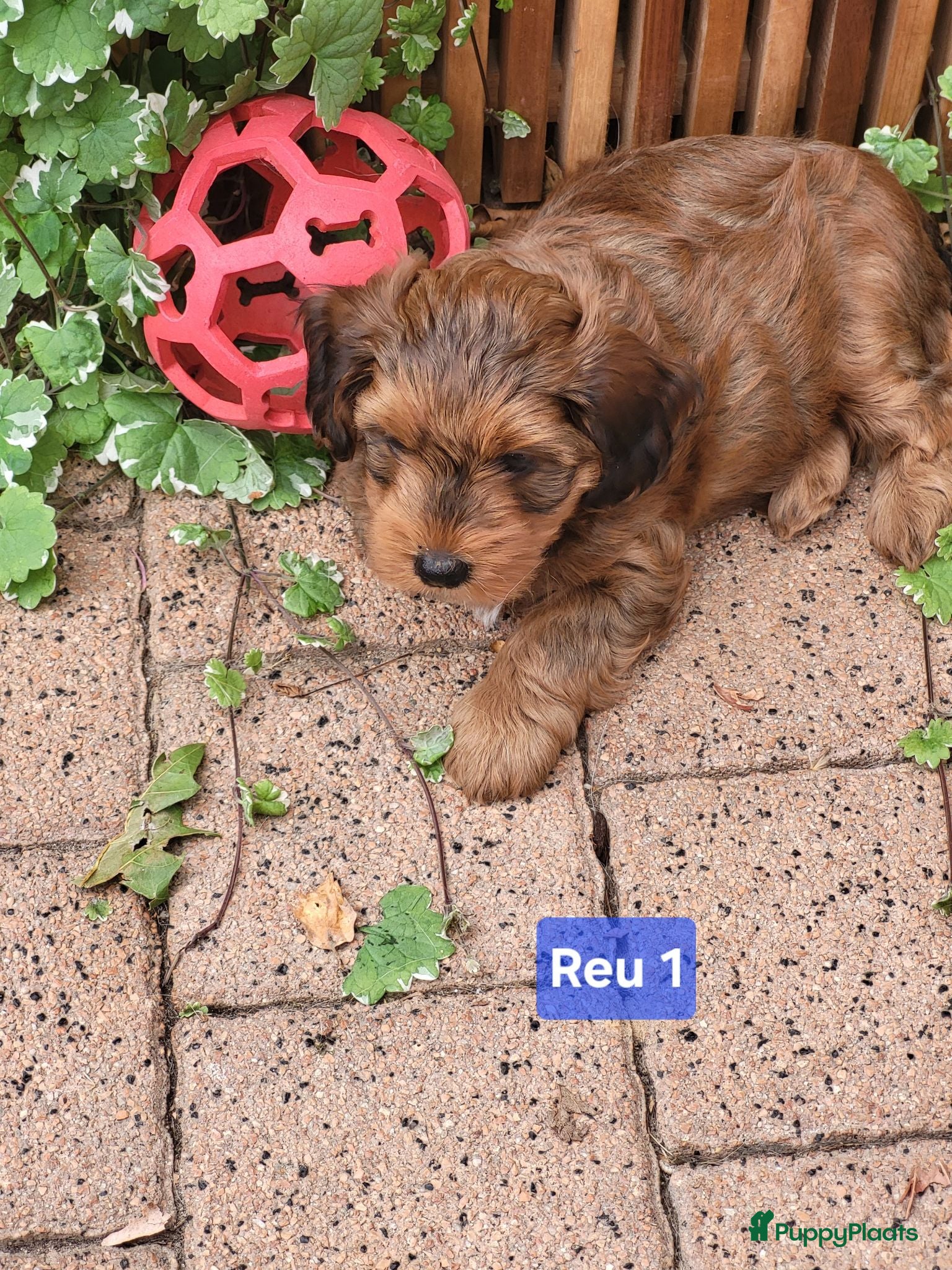 Kruising honden Havapoo pups - Advertentie 1