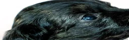 Kruising honden te koop: Prachtige Chi-doodle pups (chihuahua-toypoedel) - Advertentie 21