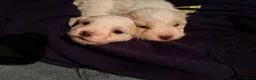 Kruising honden te koop: Maltipoo x Shih Tzu pups - Advertentie 10