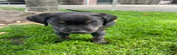 Goldador honden te koop: Kruising Labrador X Golden retriever - Advertentie 9