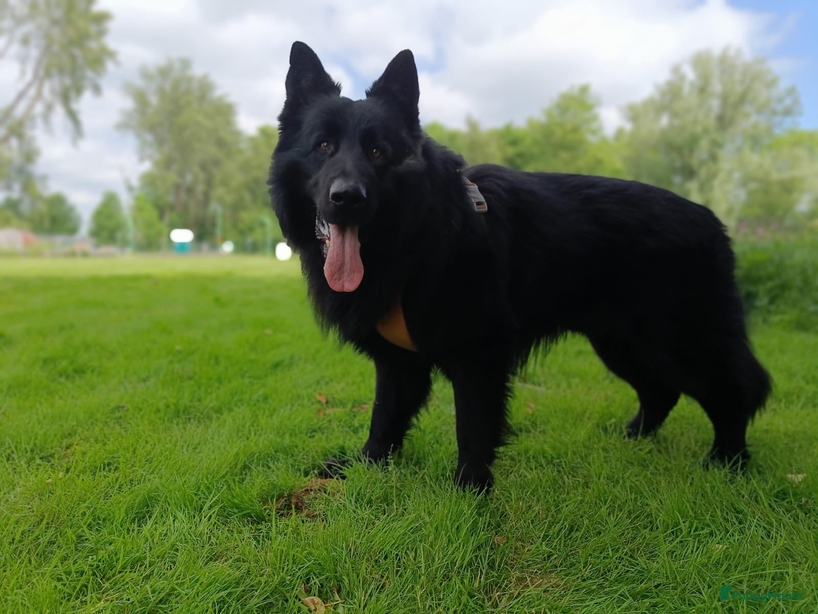 Duitse Herder honden Oud Duitse Herder Liefdesnestje - Advertentie 1