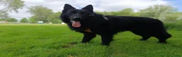 Duitse Herder honden ter dekking: Oud Duitse Herder Liefdesnestje - Advertentie 1