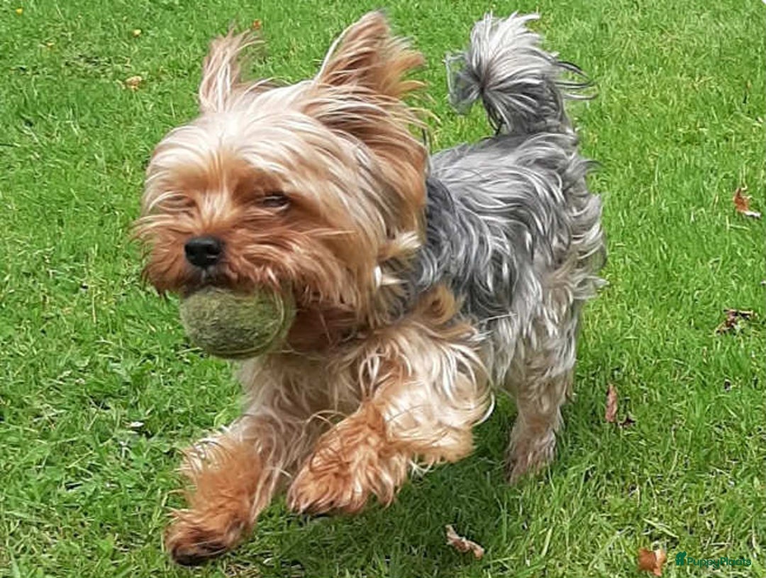 Yorkshire Terriër honden ter dekking: Dekreu met stamboom, Yorkshire Terriër - Advertentie 1