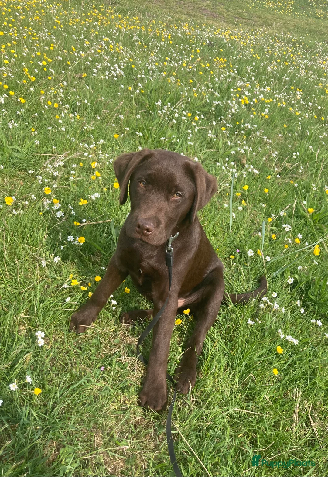 Labrador Retriever honden ter dekking: Mooie reu ter dekking aangeboden  - Advertentie 5