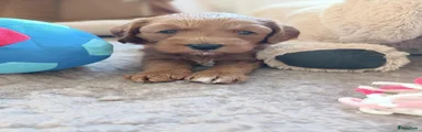 Labradoodle 1