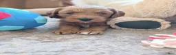 Labradoodle honden te koop: Mini Labradoodle pups - Advertentie 8