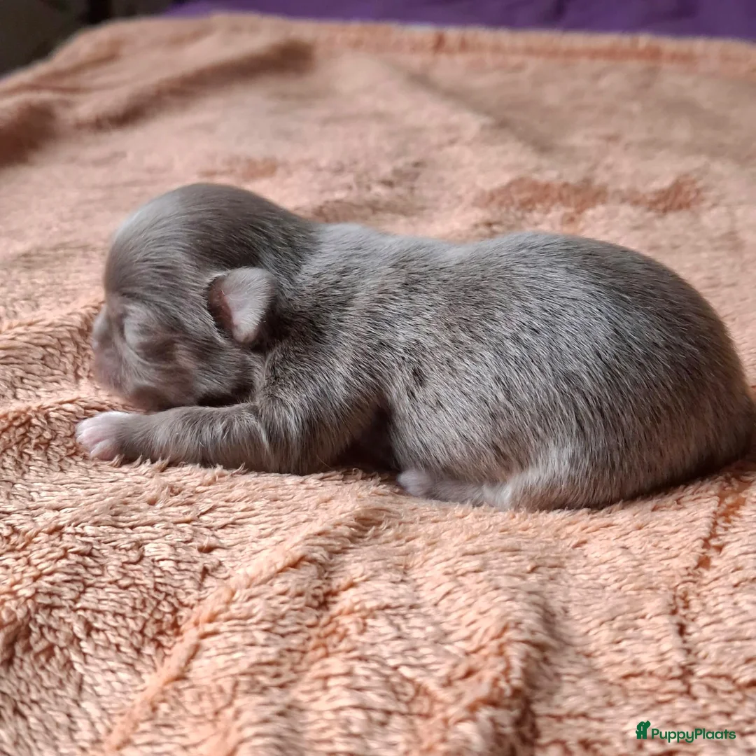 Chihuahua honden te koop: 2 prachtige reutjes - Advertentie 4