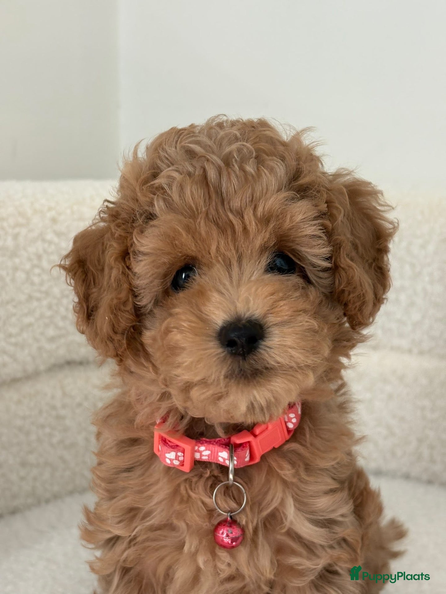 Cavapoo honden Cavapoo F1BB (Female) - Advertentie 1