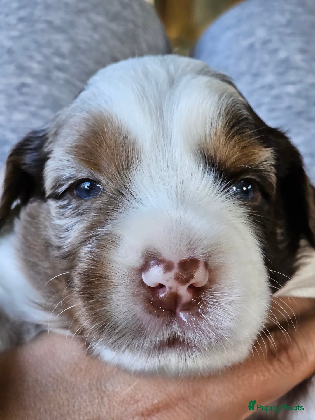 Kruising honden te koop: Aussidoodle pups - Advertentie 8