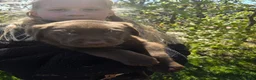 Labrador Retriever honden te koop: Labrador bruine puppy's in Tytsjerk - Advertentie 4