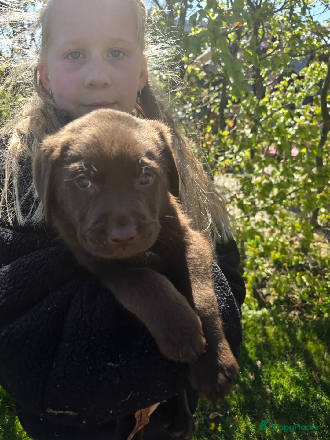 Labrador Retriever honden te koop: Labrador bruine puppy's in Tytsjerk - Advertentie 4