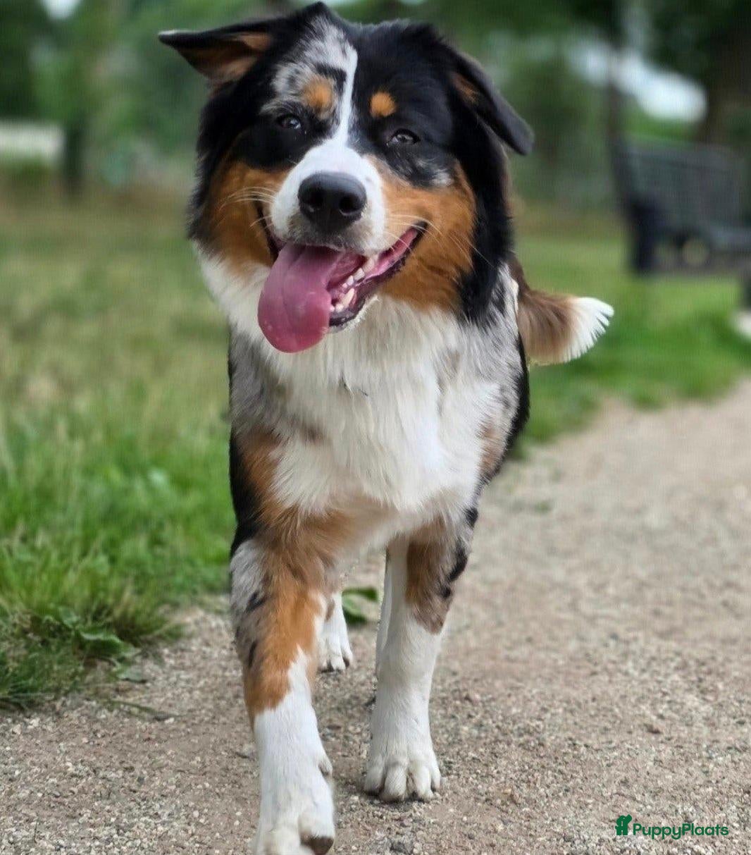 Australian Shepherd honden te koop: Nog 1 Australian Shepherd reutje beschikbaar - Advertentie 2