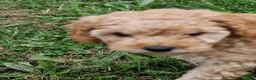 Poedel Toy honden te koop: Schattige toypoedel toy poedel pups 3 reutjes  - Advertentie 13
