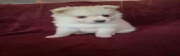 Pomsky honden te koop: 5 pomsky pups - Advertentie 22