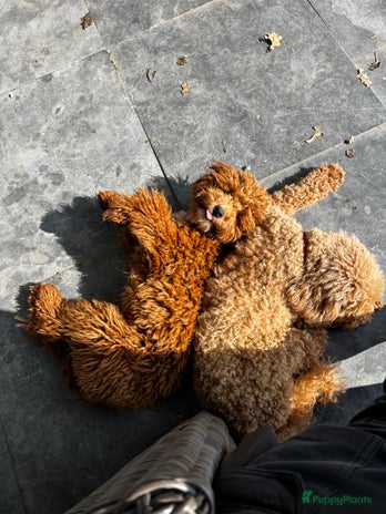 Labradoodle honden Mini labradoodle pups op komst – 3 okt - Advertentie 7