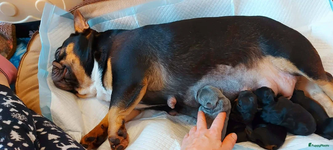 Franse Bulldog honden te koop: Prachtige Franse Bulldog pups met stamboom - Advertentie 15