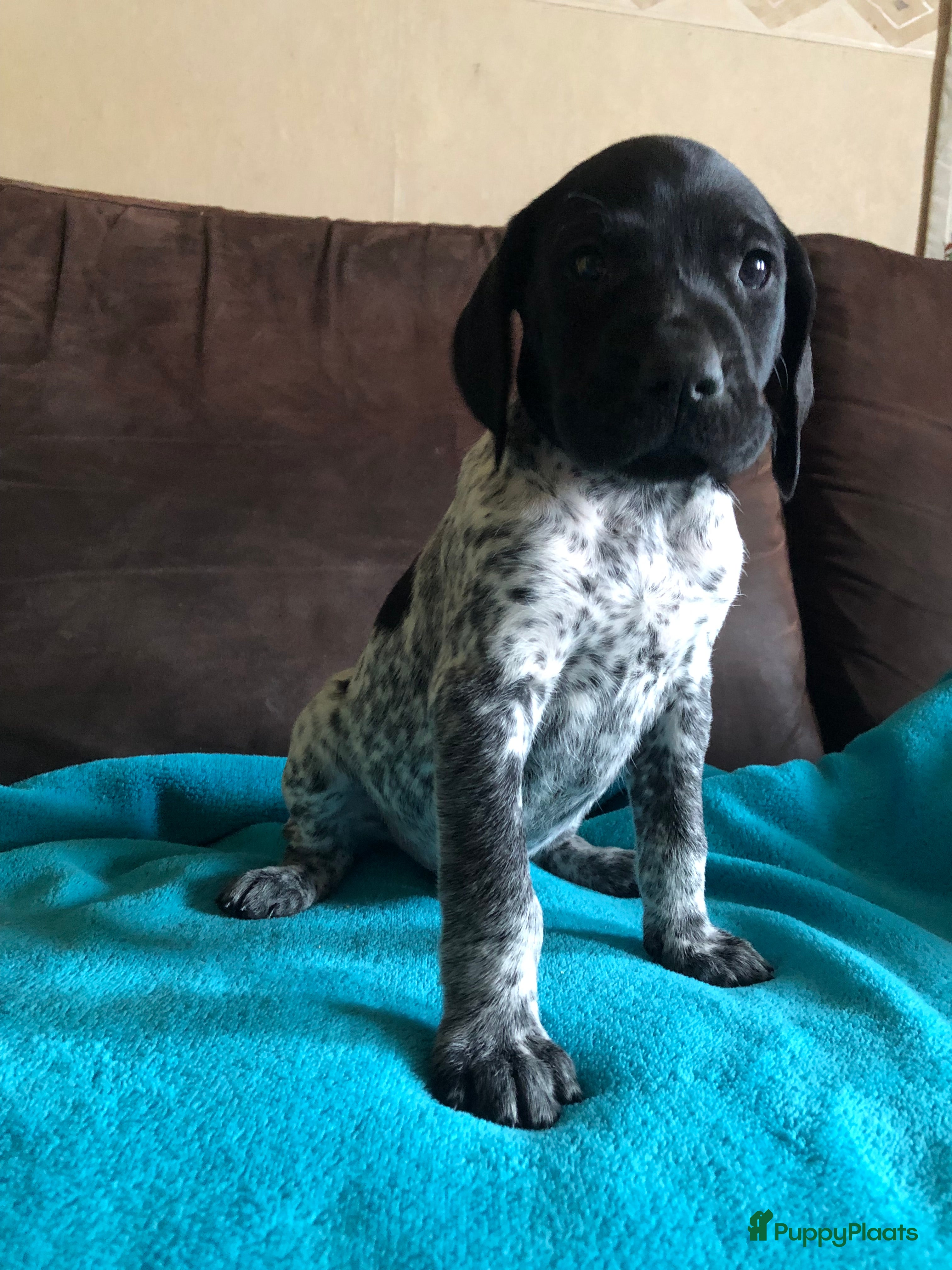 Duitse Staande Hond Korthaar honden Duitse staande korthaar pups - Advertentie 2