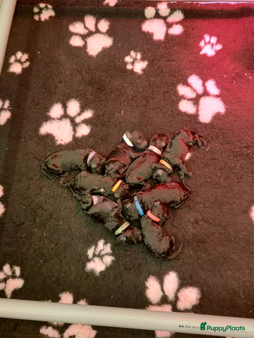 Poedel honden te koop: Prachtig nest zwarte Grote Poedel reutjes! - Advertentie 2