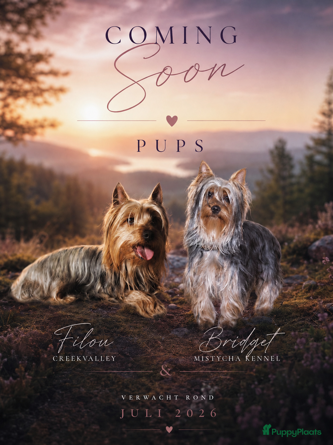 Australische Silky Terriër honden te koop: Austrailian silky terrier pups - Advertentie 1