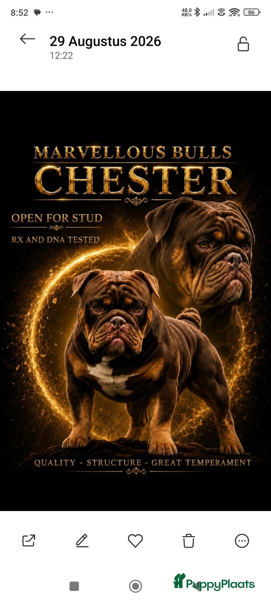 Engelse Bulldog honden Engelse/ New English Bulldog dekreu  - Advertentie 3